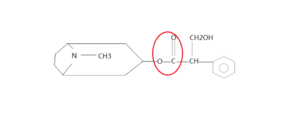 什么是磷酸酯键？