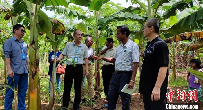 中国专家指导斯里兰卡农户种植香蕉。　中斯南南合作专家组供图