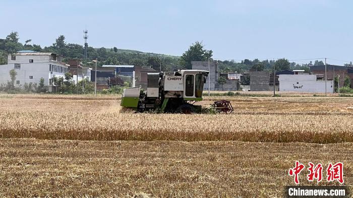 陕西已抢收小麦九成 预计将于7月上旬收获完毕