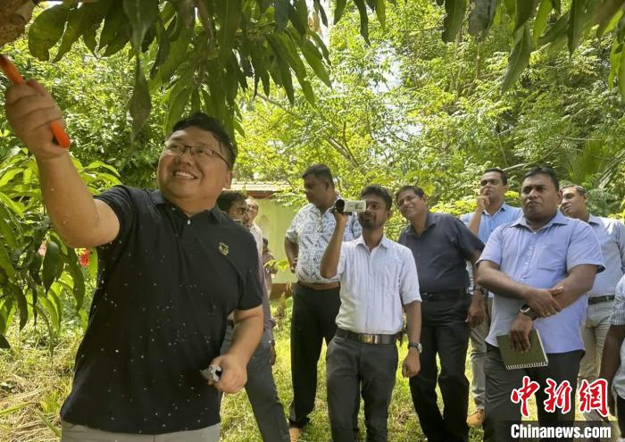 项目组芒果专家在种植园开展现场培训。　中斯南南合作专家组供图