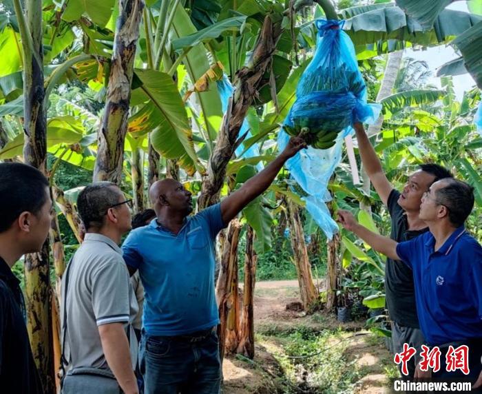 中国专家在斯里兰卡一处种植园查看香蕉生长情况。　中斯南南合作专家组供图